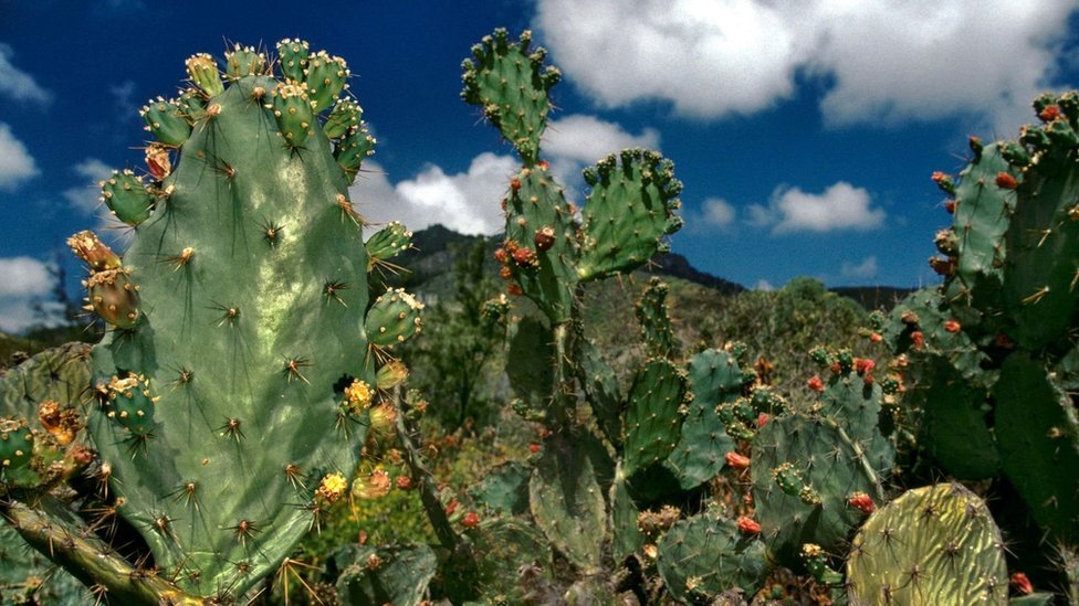 Los cactus introducidos por los marineros añaden color al paisaje árido.
