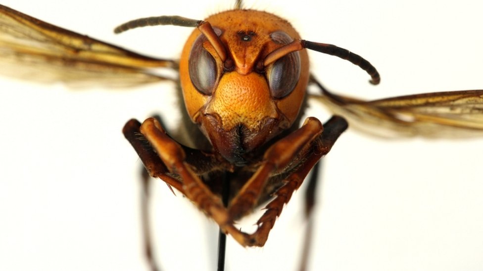 Murder Hornets Land In The Us For The First Time Bbc News