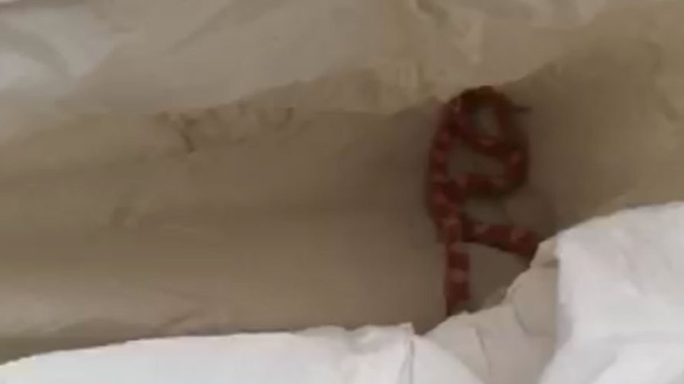 Змея найдена в доме Лидса
