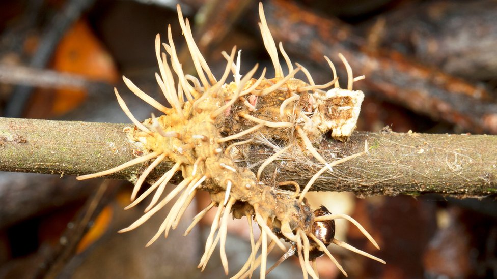 Una oruga consumida por un hongo parásito, con los tejidos que liberan esporas.
