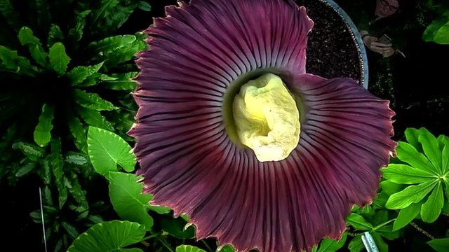 Amorphophallus Titanum in bloom