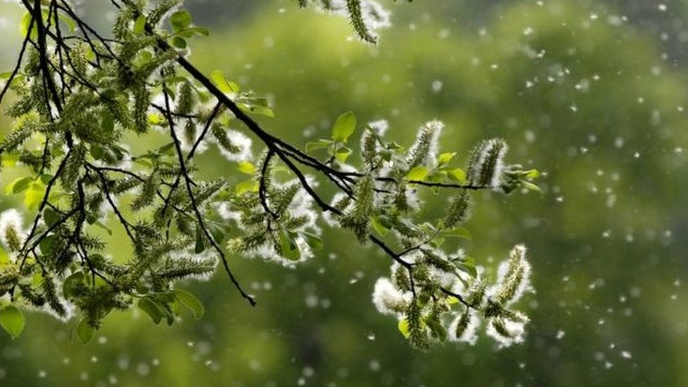 Деревья, трава и сорняки производят пыльцу, которая может вызвать сенную лихорадку