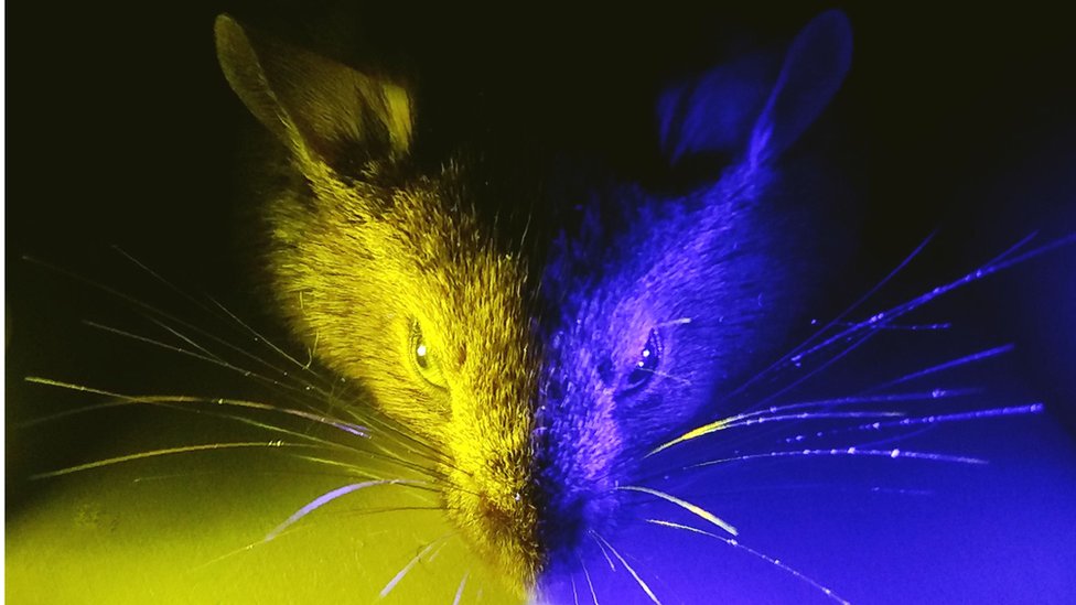 Мышь подвергается воздействию разных типов света