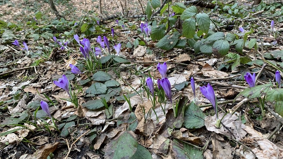 Planina Konjuh dobrim delom je pokrivena šumom, a u rano proleće ovde raste i šafran, biljka od koje se pravi jedan od najskupljih začina na svetu