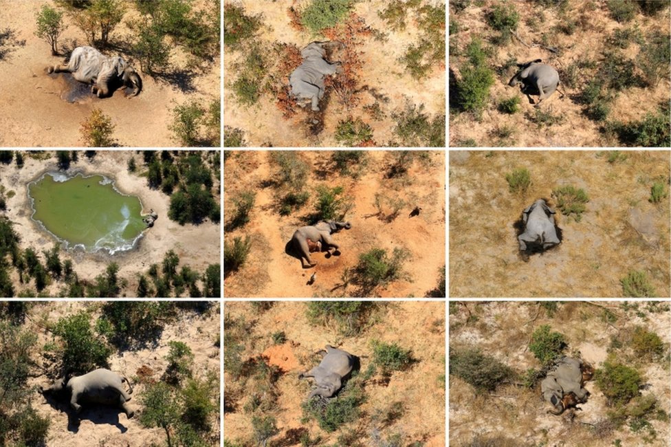 Una foto compuesta muestra elefantes muertos en el delta del Okavango de Botsuana en mayo y junio de 2020.