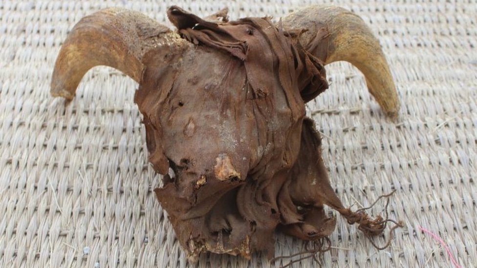 Un cráneo de carnero momificado encontrado en Abidos, Egipto