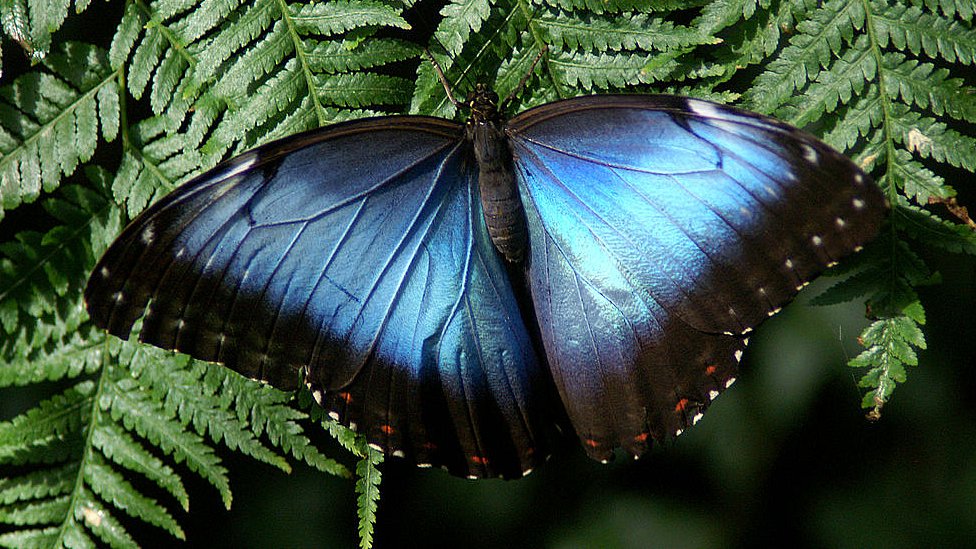 Бабочки Blue Morpho высоко ценятся коллекционерами бабочек из-за яркого переливающегося синего цвета крыльев у большинства видов, Montreal Insectarium, Квебек, Канада.