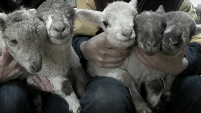 Lambs