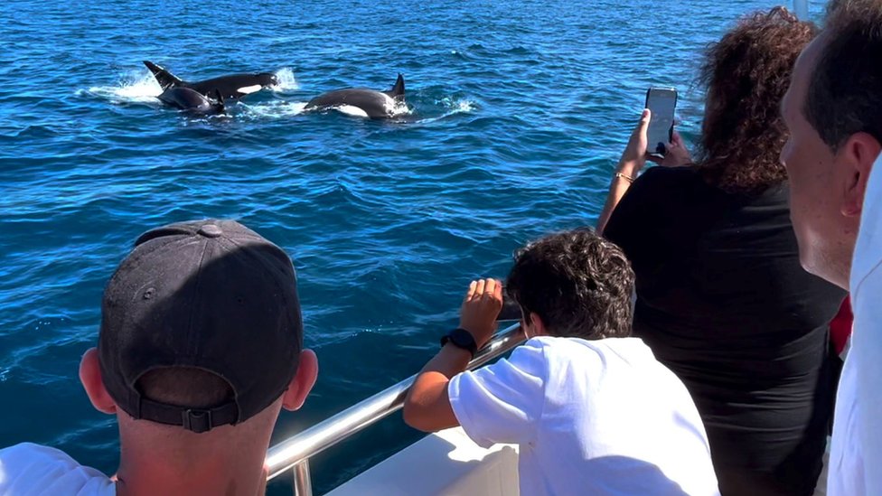 Tourists on a whale watching trip in Spain