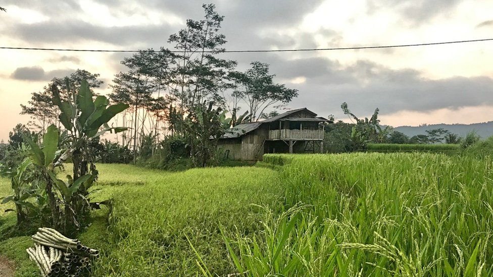 Babi Terjelek di Dunia Terekam Kamera Dihutan Jawa - Page 