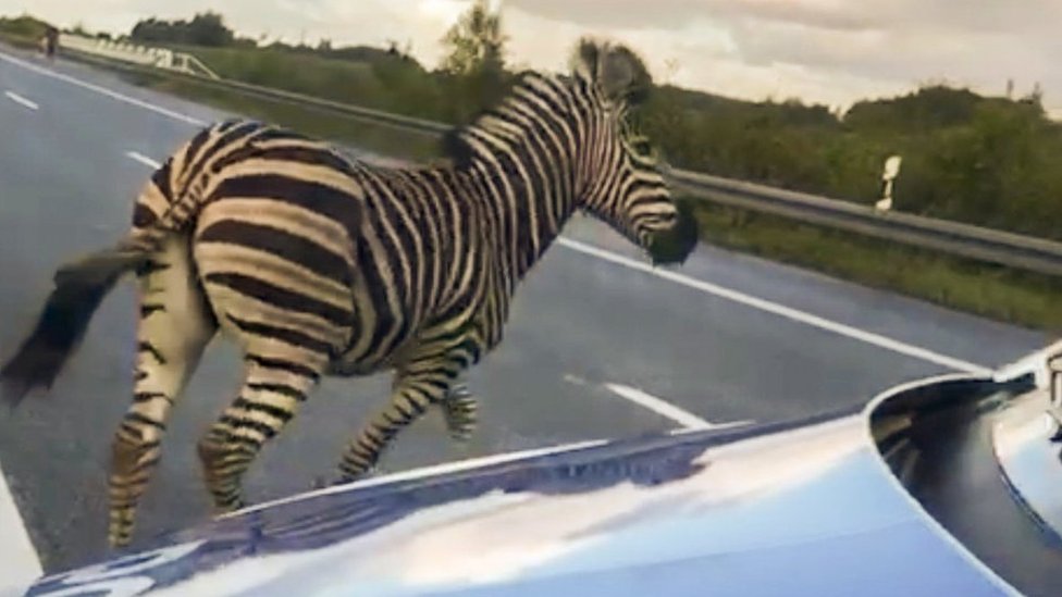 Zebra shot dead after causing accident on German autobahn
