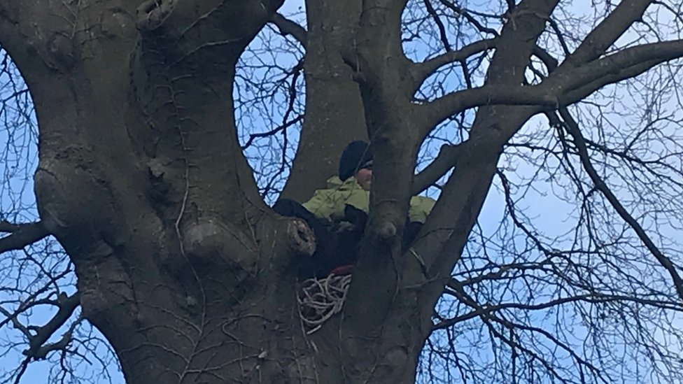 Человек в дереве