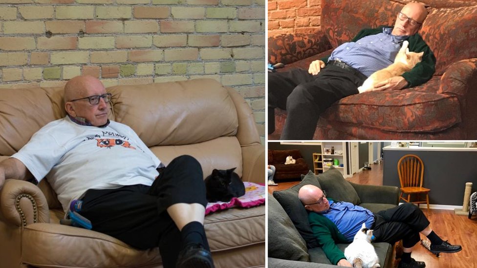 Tres fotos de Terry con gatos en el sofá