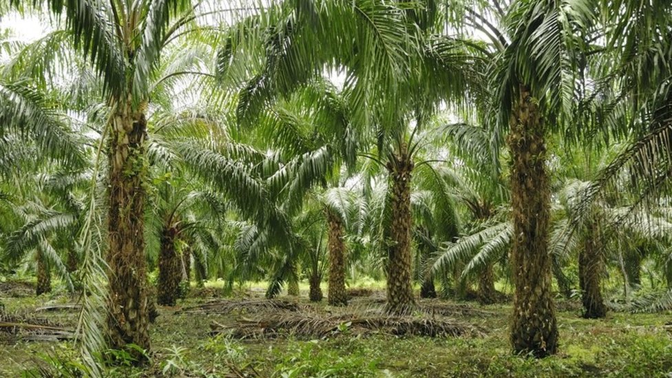 Плантация пальмового масла
