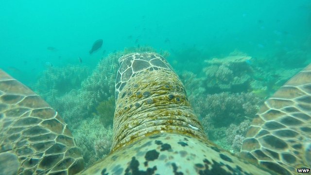 Turtle's view of Great Barrier Reef