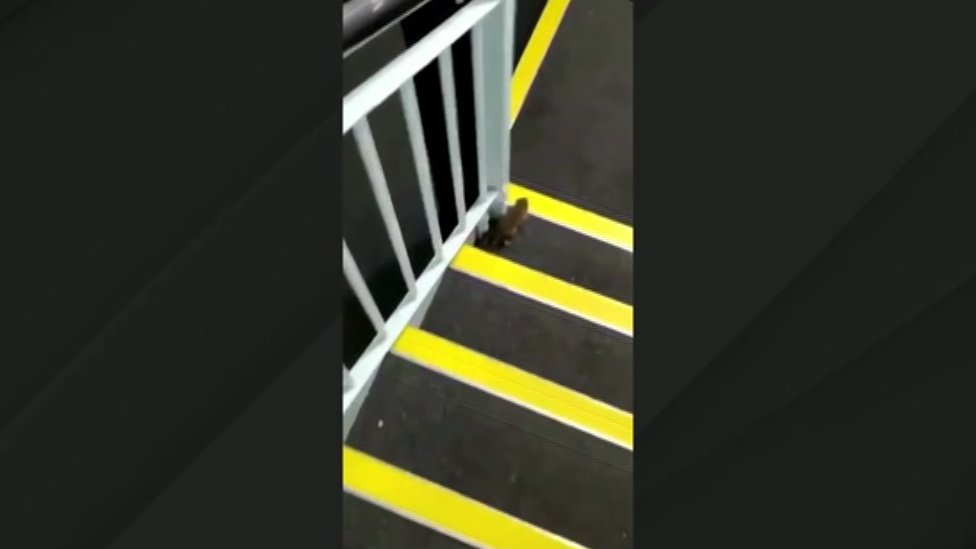 Крыса на лестнице