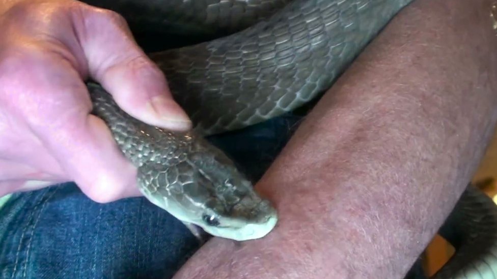Tim Friede es mordido por una serpiente
