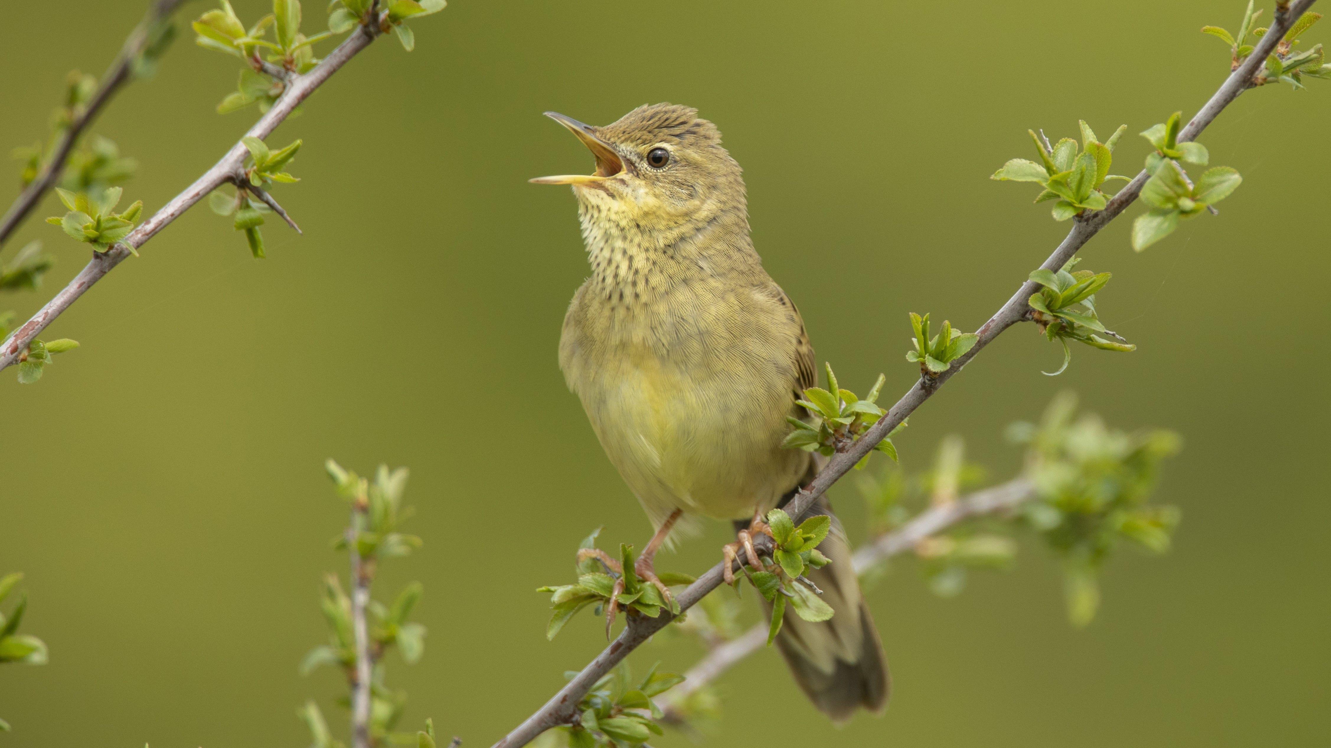 Peatland restoration on Exmoor aiding important bird species