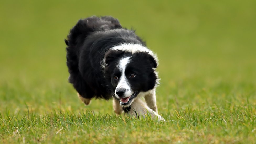 Dog store for sheep