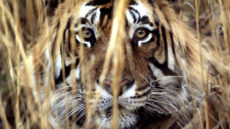 Can Calvin Klein scent catch a killer tiger