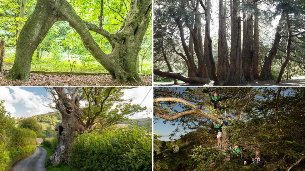 Nellie's Tree in Aberford named UK tree of the year BBC News