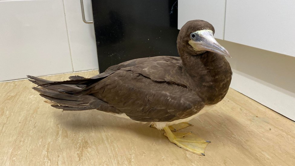 Pair of tropical booby sea birds rescued far from home