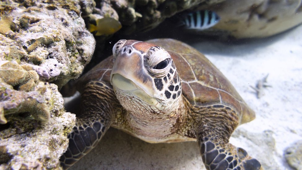 La tortuga marina se refugia bajo el coral