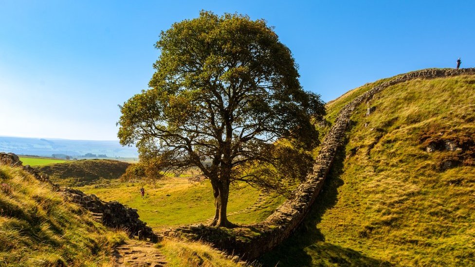 The tree at Sycamore Gap