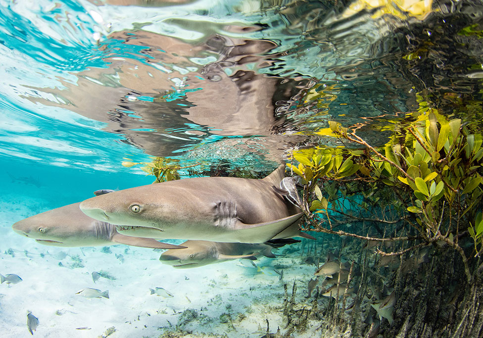 Tres tiburones limón juveniles en el agua en las Bahamas