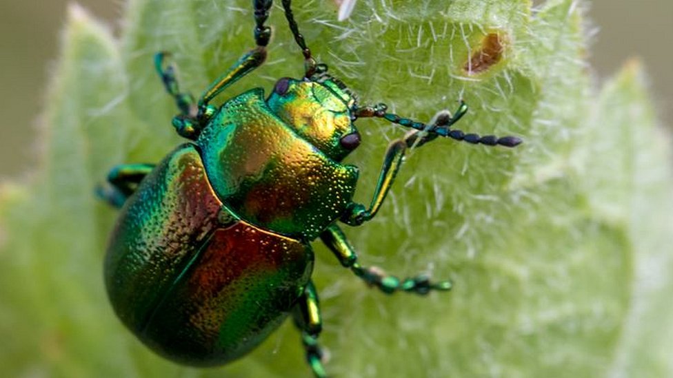 Tansy beetle: Rare insect gets a new home to secure its future - CBBC ...