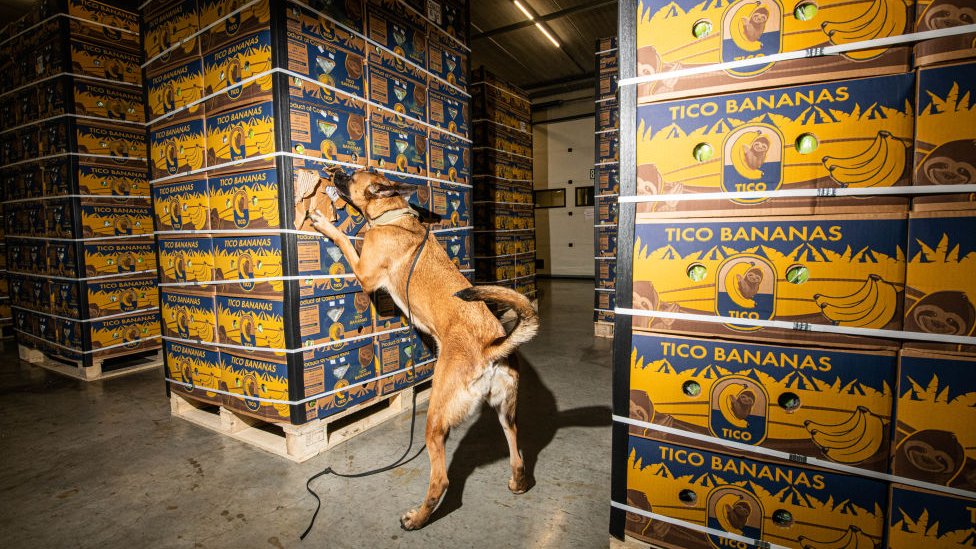 Un perro busca droga en un cargamento de bananas.