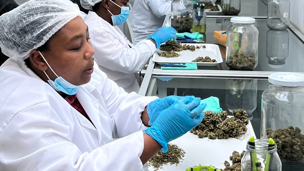 Trabalhadores da Sweetwater Aquaponics selecionando flores de maconha