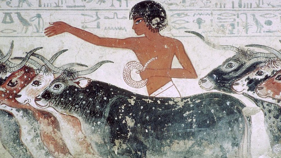 عامل يرعى الماشية