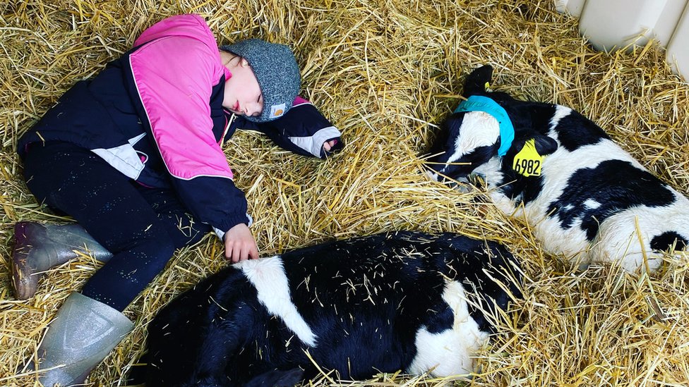 Katy Schultz's daughter spends time with the calves at her farm