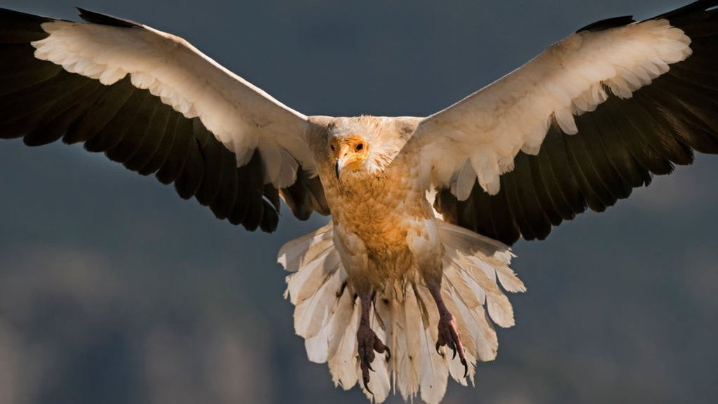 vulture and eagle fight