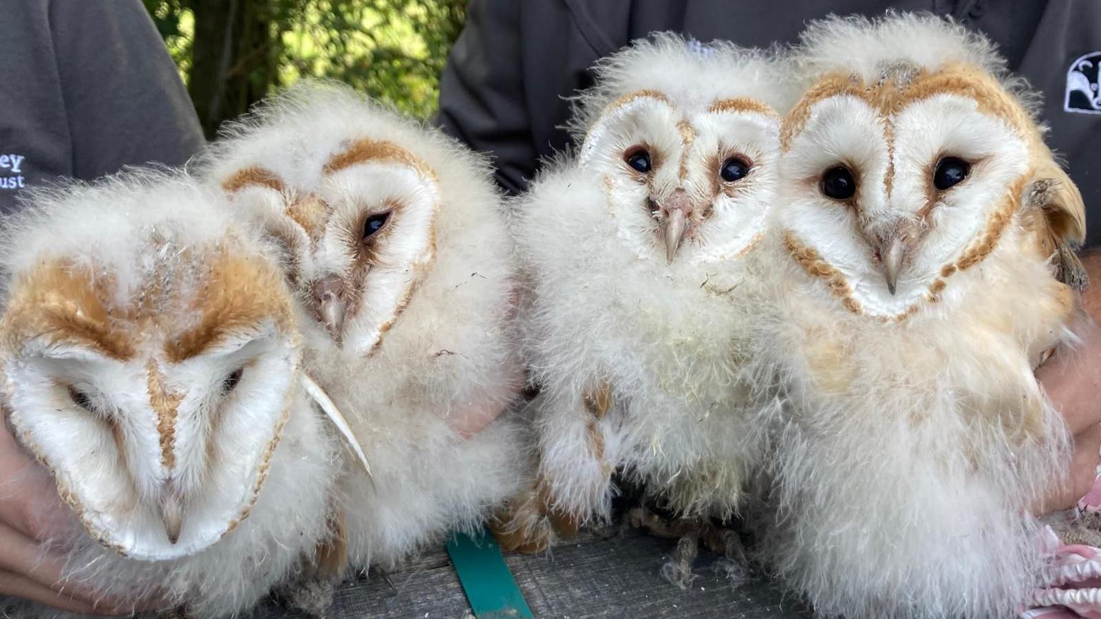 Tees Valley conservationists celebrate barn owl increase