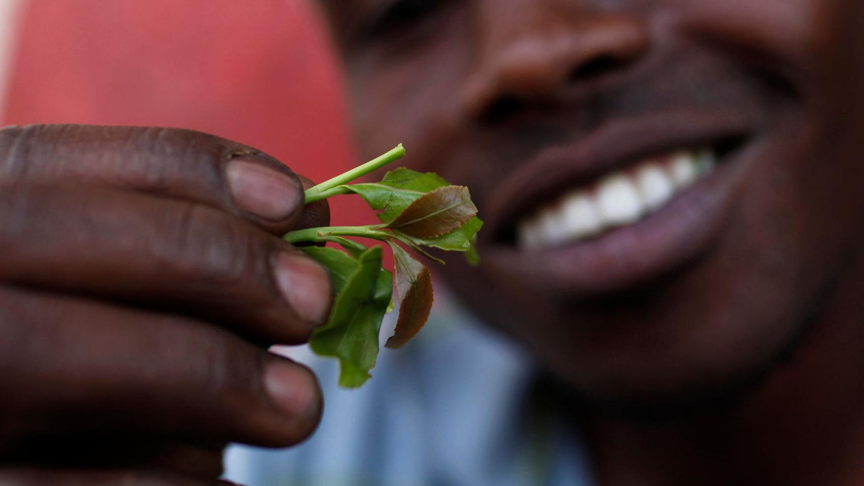 Khat: What happened to the banned and 'forgotten' drug?