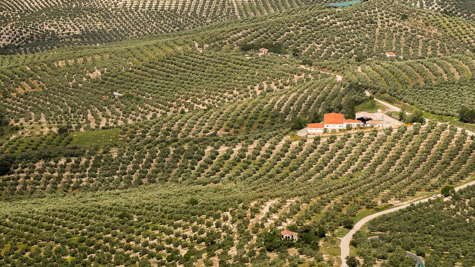 Оливковый сад на юге Испании