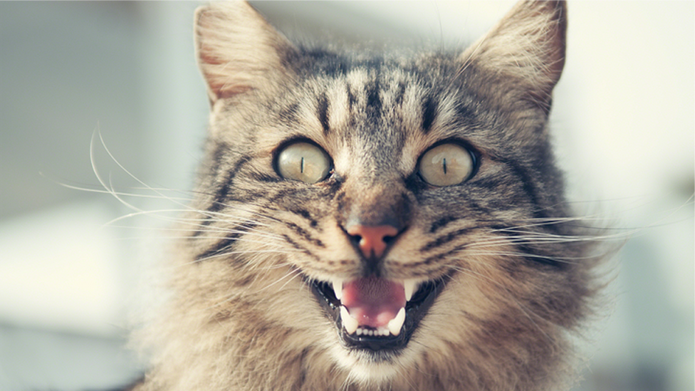 貓的喵喵叫和呼嚕聲可以有很多不同的含義。