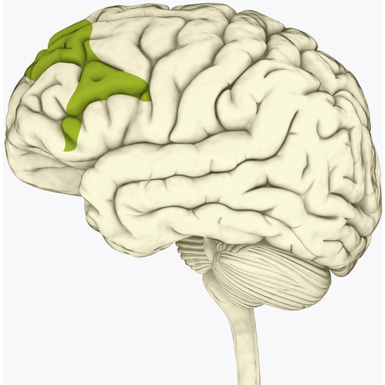Corteza prefrontal del cerebro.