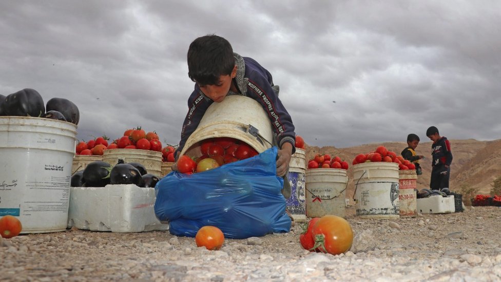 Niños empacando tomates y berenjenas en Jordania.