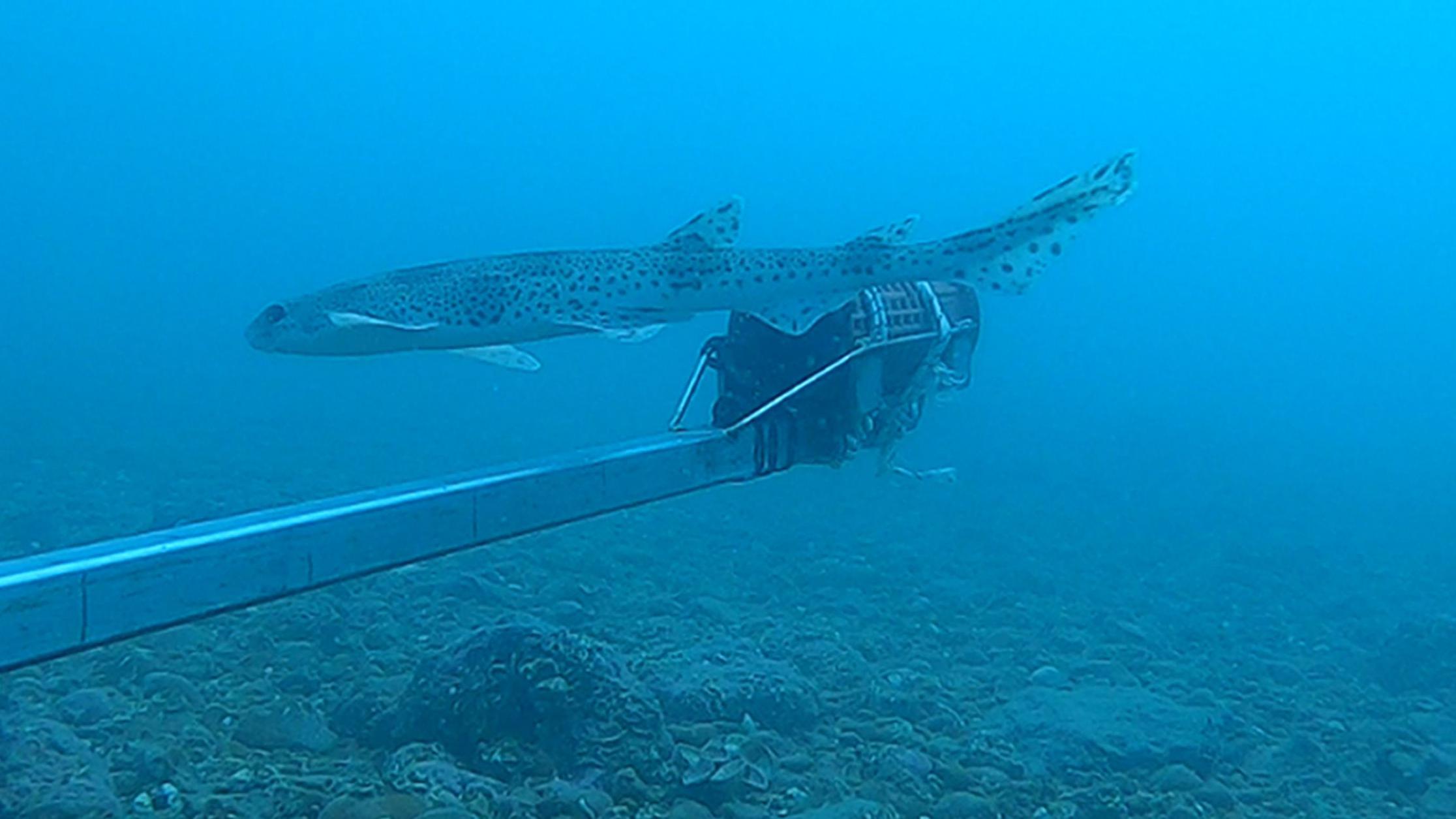 Sussex: Rare eel and shark among 81 species found along coast - BBC News