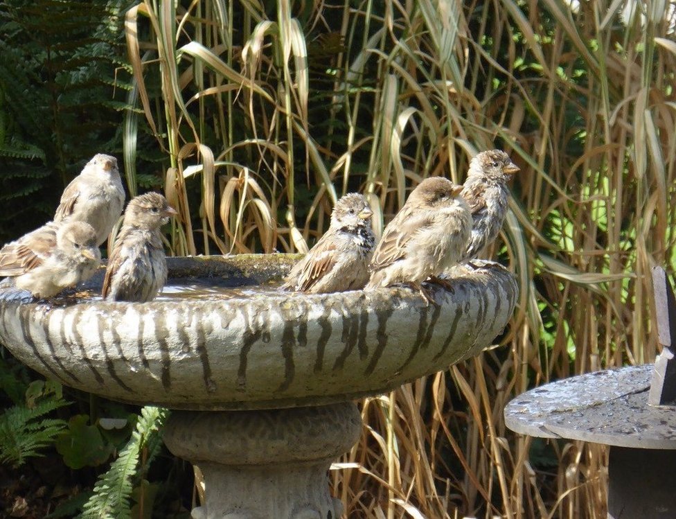 Sparrow bath in bird fountain