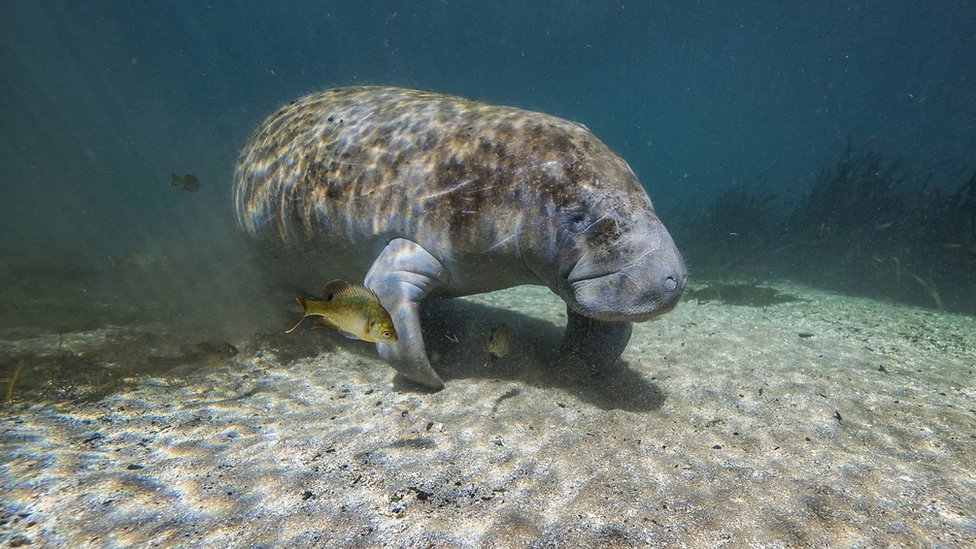 Manatee pictured in the warm water of Florida, USA