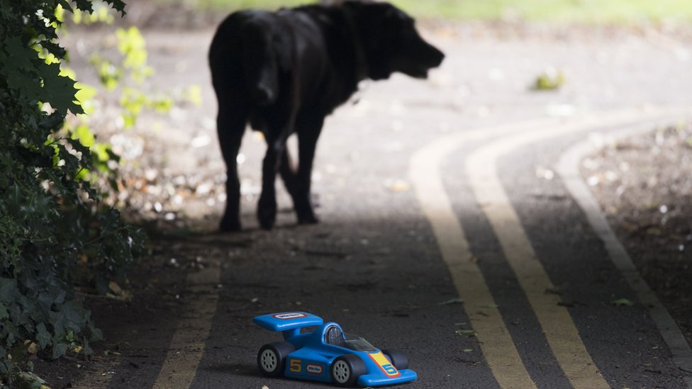 собака и машинка на дороге с желтыми линиями