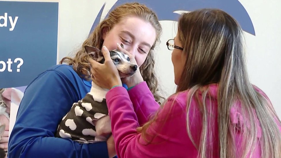 Dutchess the fox terrier reunites with her owner Katheryn Strang