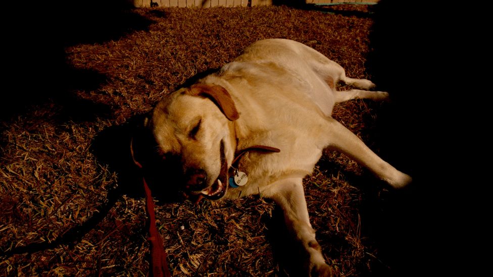 La obesidad puede generar diabetes, presión arterial alta, problemas para respirar, artritis, mal funcionamiento del hígado, pelaje de baja calidad y dificultades con la digestión. Perro con sobrepeso durmiendo.