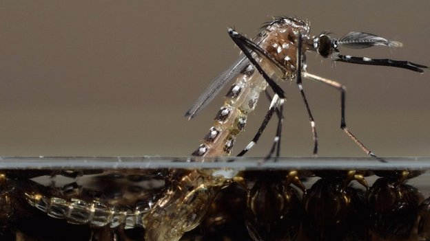 Aedes aegypti, выходящие из личиночной стадии