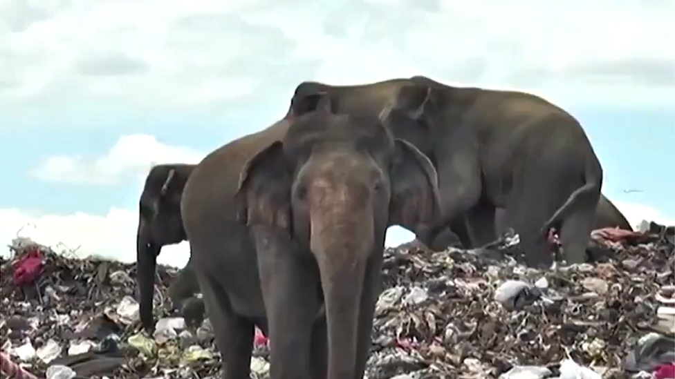 Elephants at a landfill site in Sri Lanka