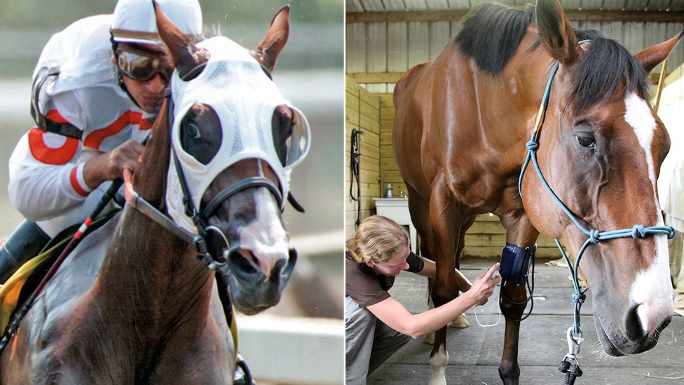 The Horse That Saved His Own Life By Painting c News